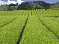 Gyokuro Tokufu, Bio, Super-Premium 6 Gyokuro Tokufu, Bio, Super-Premium – Bild 6