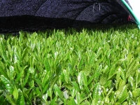 Gyokuro Tokufu, Bio, Super-Premium 7 Gyokuro Tokufu, Bio, Super-Premium – Bild 7