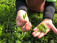 Gyokuro Tokufu, Bio, Super-Premium 8 Gyokuro Tokufu, Bio, Super-Premium – Bild 8