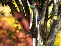 Windspiel, Furin Hamon Blau 7 Windspiel, Furin Hamon Blau – Bild 7